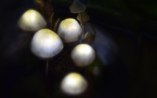 Des champignons dans le brouillard